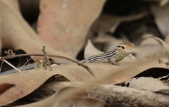 Cnemidophorus duellmani