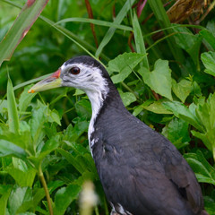 Amaurornis phoenicurus