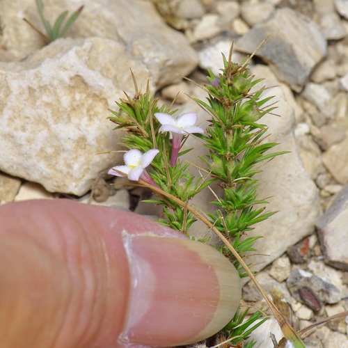 Image of Houstonia acerosa by (c) Michelle W. （鍾偉瑋）, some rights reserved (CC BY)