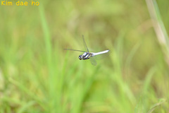 Orthetrum internum