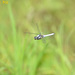 Orthetrum japonicum internum - Photo (c) Kim Dae Ho, some rights reserved (CC BY-NC), uploaded by Kim Dae Ho
