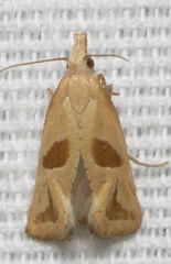 Eugnosta bimaculana