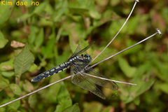 Orthetrum internum
