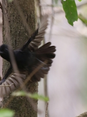 Thamnophilus nigriceps