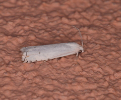Hystrichophora vestaliana