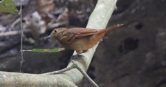 Laniocera rufescens