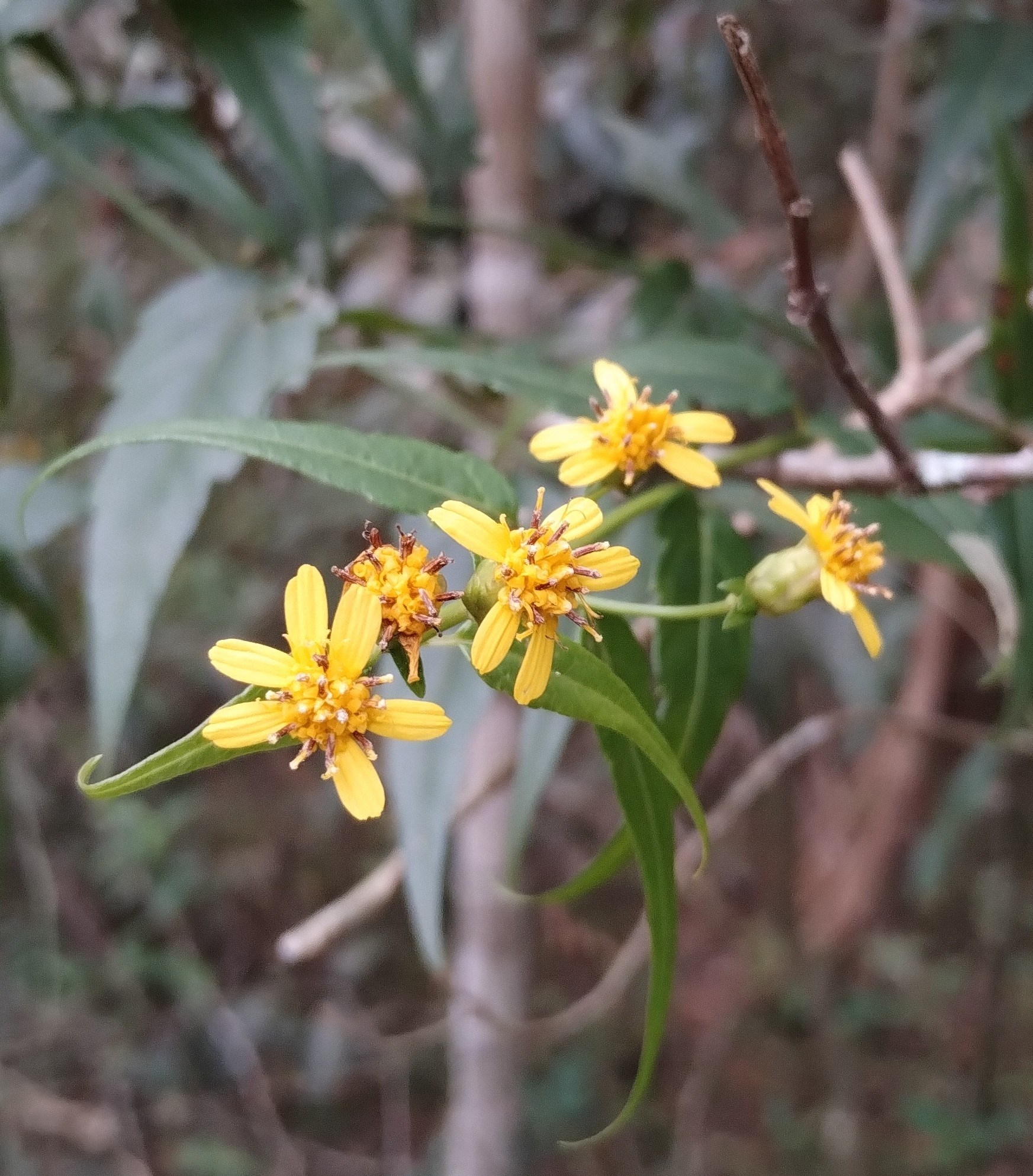 Imagem de Arnica