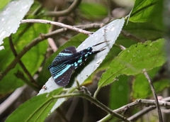Urania fulgens