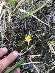 Ranunculus lapponicus