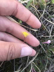 Ranunculus lapponicus