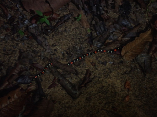Slender Coralsnake