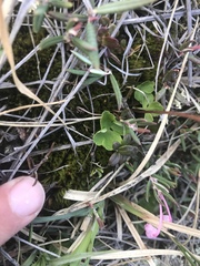 Ranunculus lapponicus