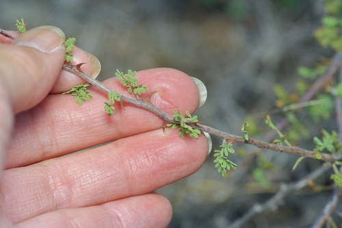 Image of Mimosa texana by (c) Michelle W. （鍾偉瑋）, some rights reserved (CC BY)