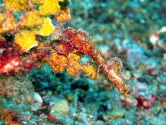 Acentronura breviperula