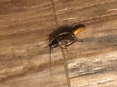 Parcoblatta pennsylvanica