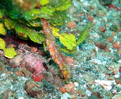 Acentronura breviperula