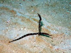 Amphelikturus dendriticus