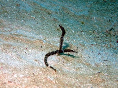 Amphelikturus dendriticus