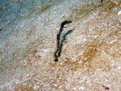 Amphelikturus dendriticus