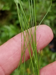 Carex billingsii