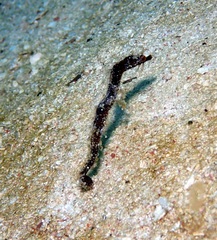 Amphelikturus dendriticus