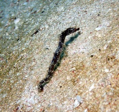 Amphelikturus dendriticus