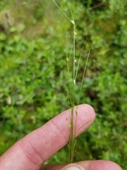 Carex billingsii