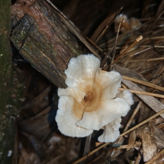 Podoscypha petalodes