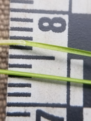 Carex billingsii