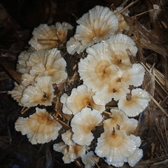 Podoscypha petalodes