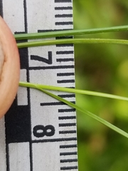 Carex billingsii