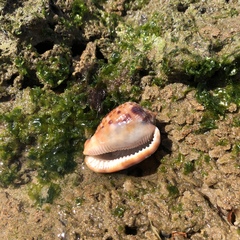 Cypraecassis testiculus