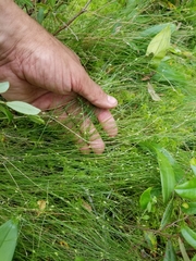 Carex billingsii