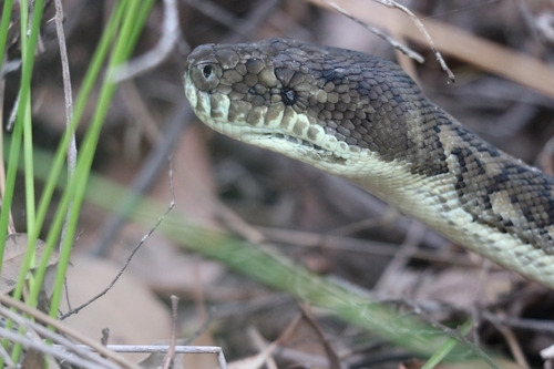 Coastal Carpet Python sighting