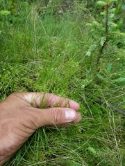 Carex billingsii