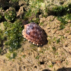 Cypraecassis testiculus