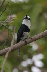 Notharchus hyperrhynchus