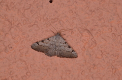 Digrammia triviata