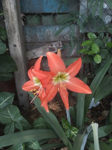 Image of Hippeastrum puniceum by no rights reserved