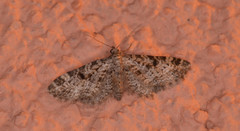 Eupithecia annulata
