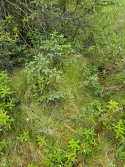 Carex billingsii