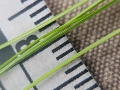 Carex billingsii