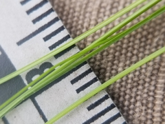 Carex billingsii