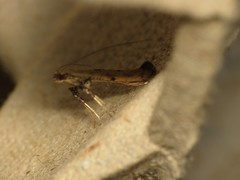 Caloptilia populetorum