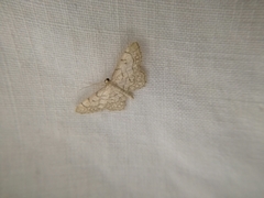 Idaea moniliata