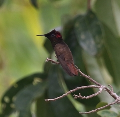 Chrysolampis mosquitus