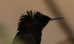 Chrysolampis mosquitus