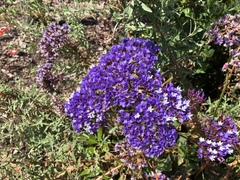 Limonium perezii