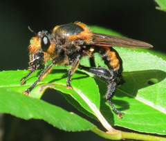 Laphria lata