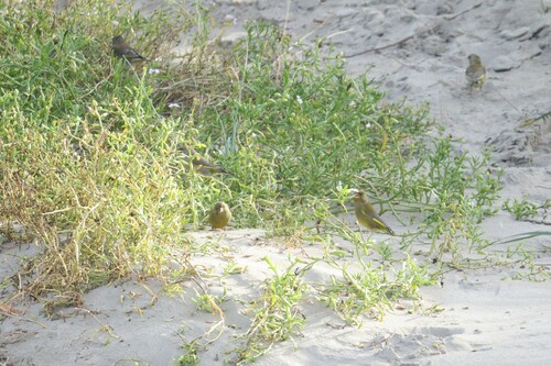 European Greenfinch, IJmuiden, Nederland, photo 8 of 10